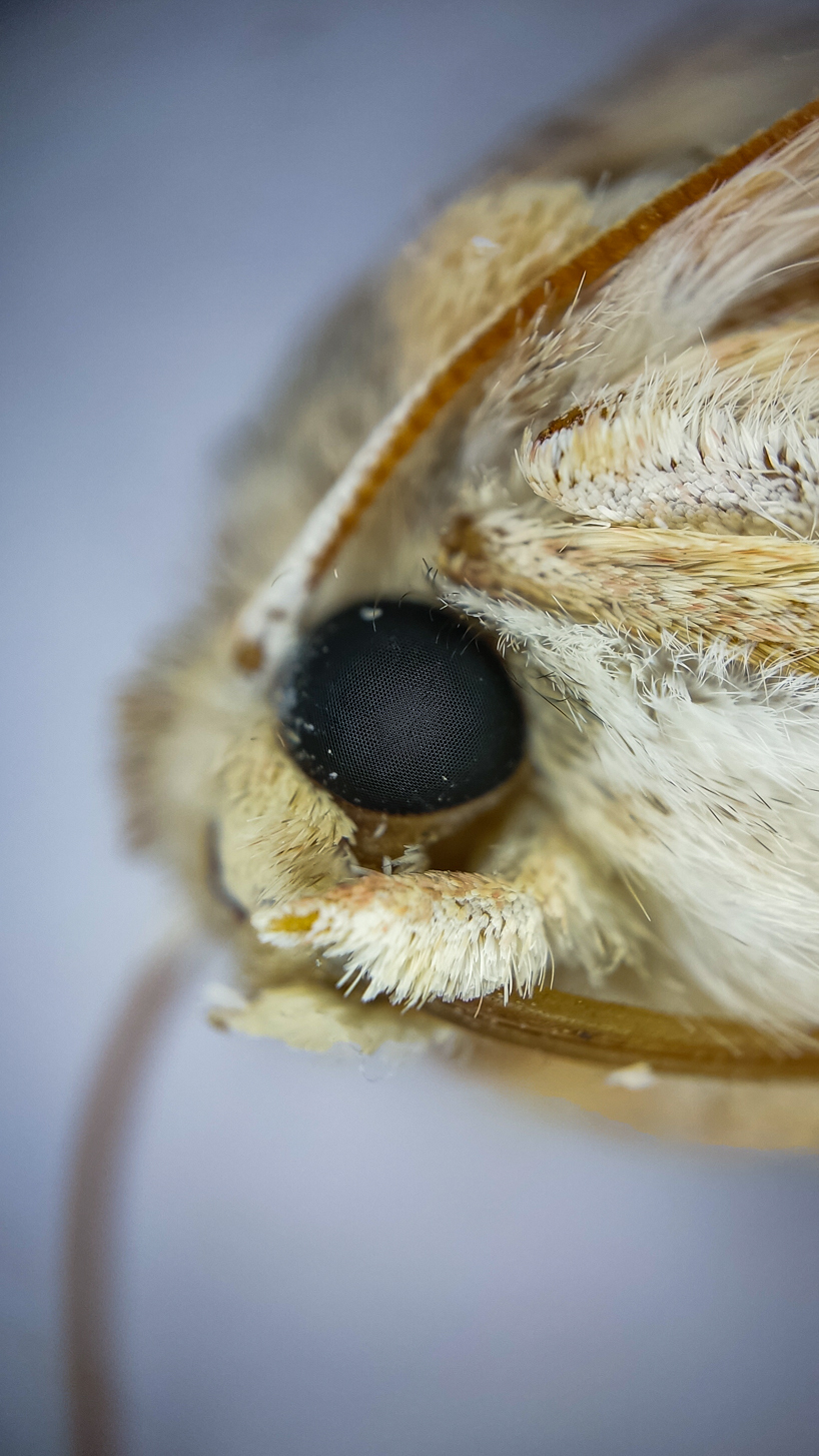 Photo project Let's take a closer look post #103. Sova - My, Macro photography, Nature, Insects, Microfilming, Longpost