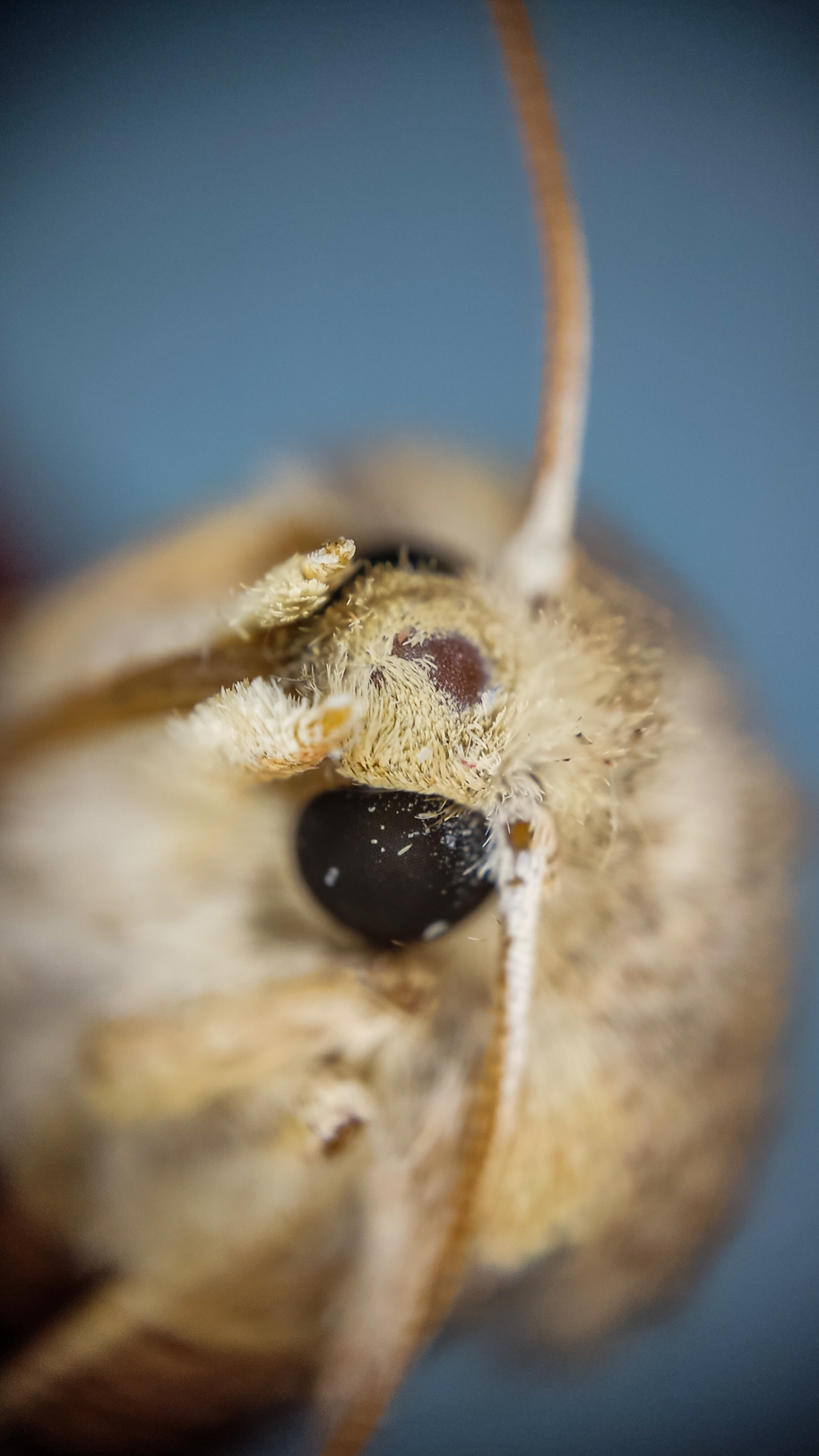 Photo project Let's take a closer look post #103. Sova - My, Macro photography, Nature, Insects, Microfilming, Longpost