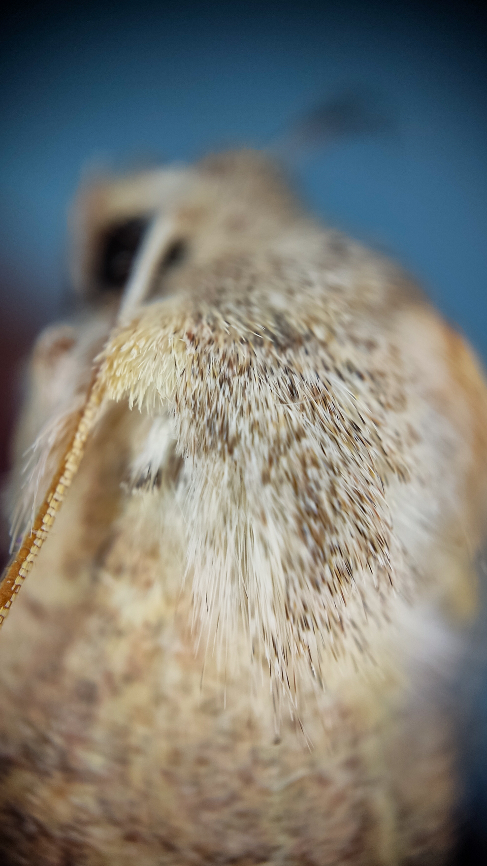 Photo project Let's take a closer look post #103. Sova - My, Macro photography, Nature, Insects, Microfilming, Longpost