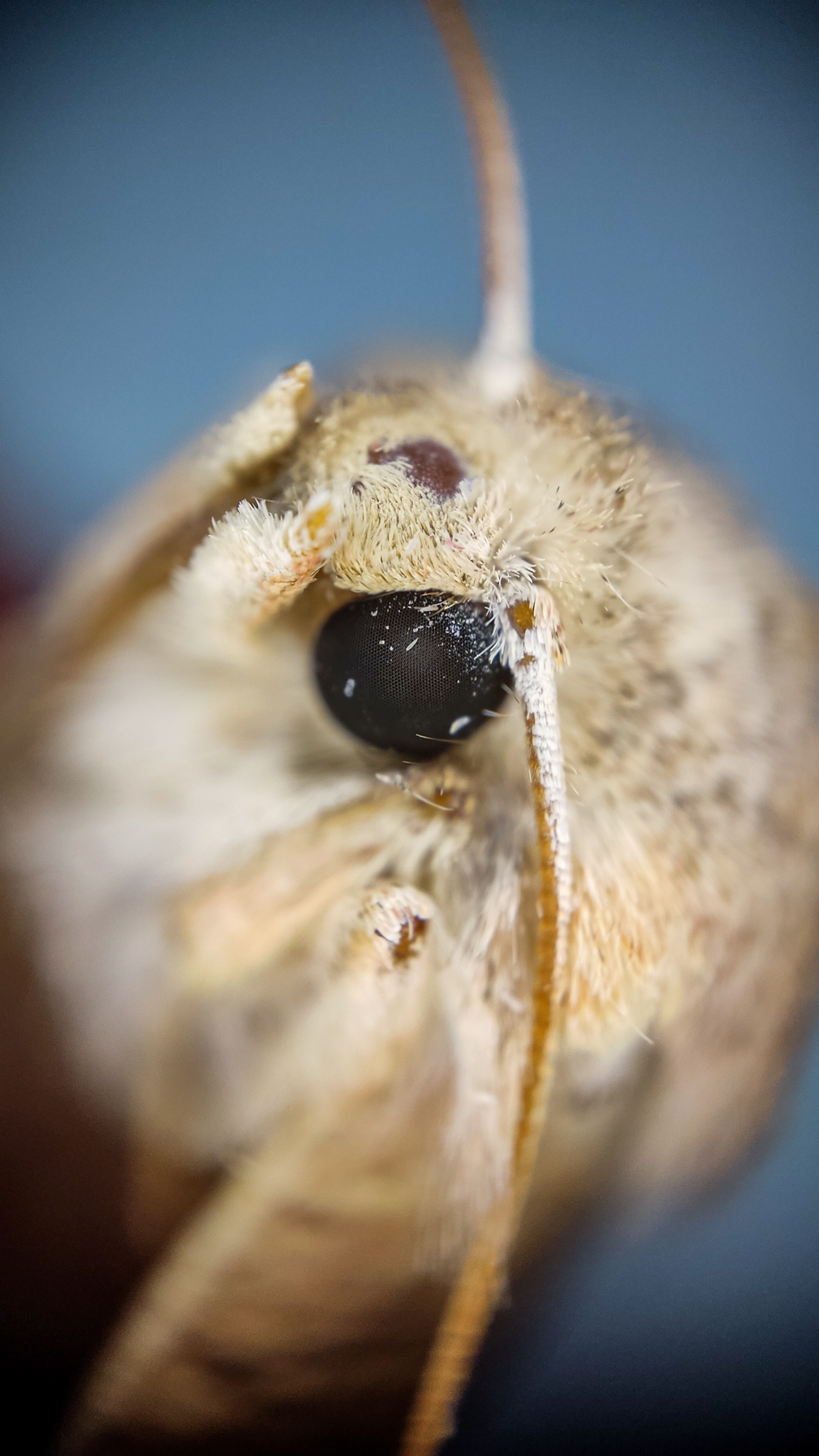 Photo project Let's take a closer look post #103. Sova - My, Macro photography, Nature, Insects, Microfilming, Longpost