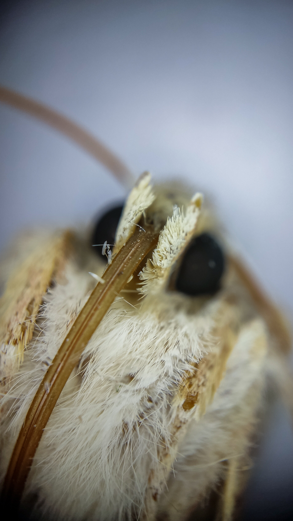 Photo project Let's take a closer look post #103. Sova - My, Macro photography, Nature, Insects, Microfilming, Longpost