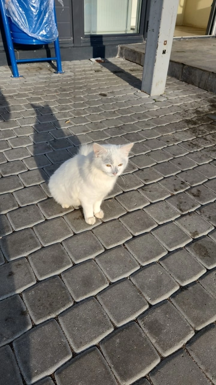 SPB and LO. Luban. A white rescued kitten is looking for a home. Odd-eyed. No rating - My, Luban, cat, No rating, Leningrad region, Saint Petersburg, Kittens, Vertical video, In good hands, Video, Longpost