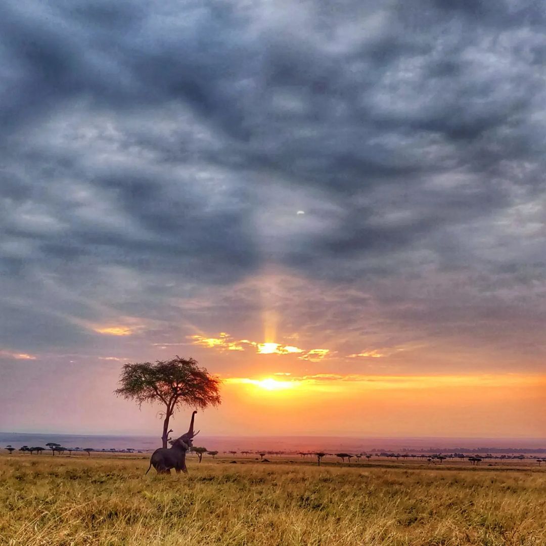 Golden moment - Elephants, Tree, Plants, Wild animals, wildlife, Sunrise, Reserves and sanctuaries, Masai Mara, Africa, The photo