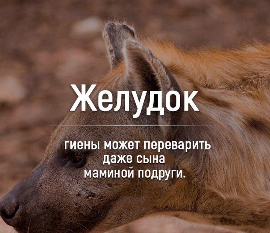 There are such mothers too - Mom's friend's son, Hyena, Humor, a lion, Spotted Hyena, Picture with text