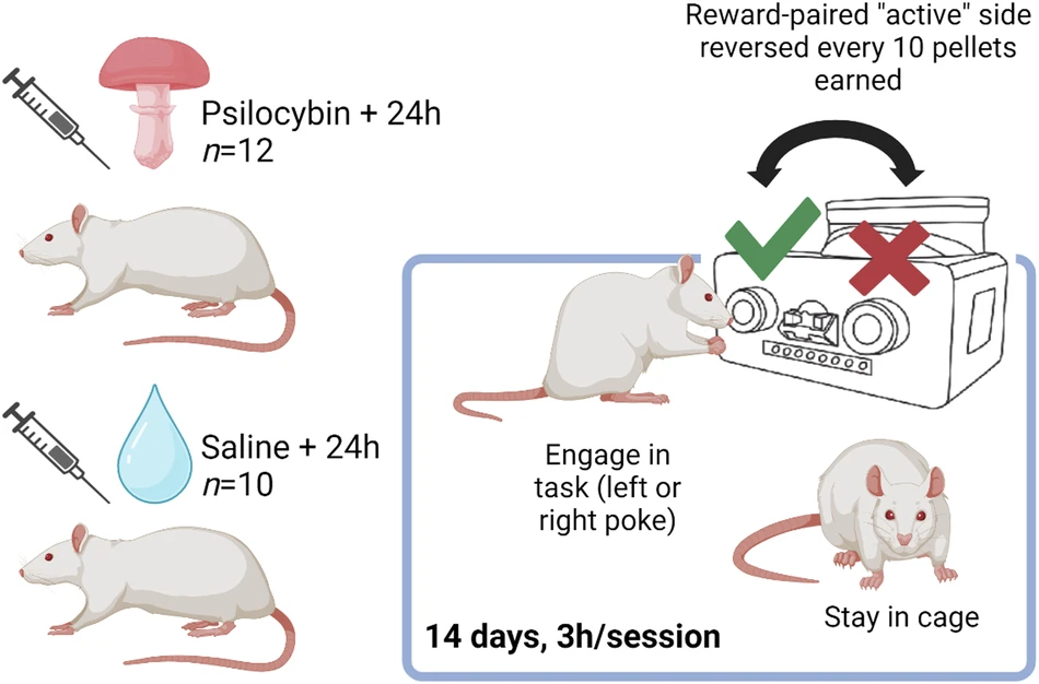 Psilocybin and its potential mental health benefits - Brain, The science, Scientists, Nauchpop, Telegram, Telegram (link), Longpost