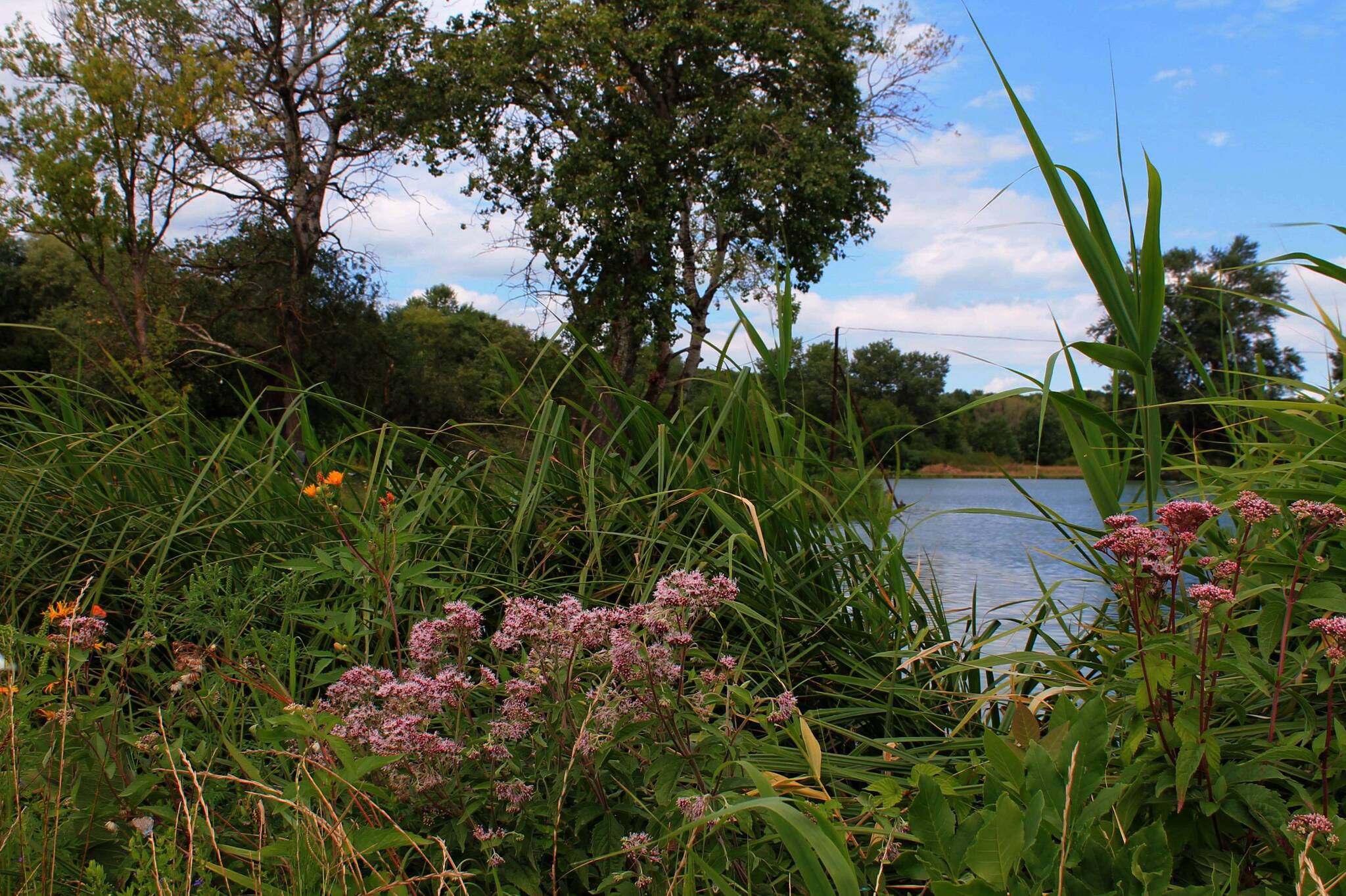 The first signs of autumn - My, The photo, Nature, Landscape, Flowers, Plants, Pond