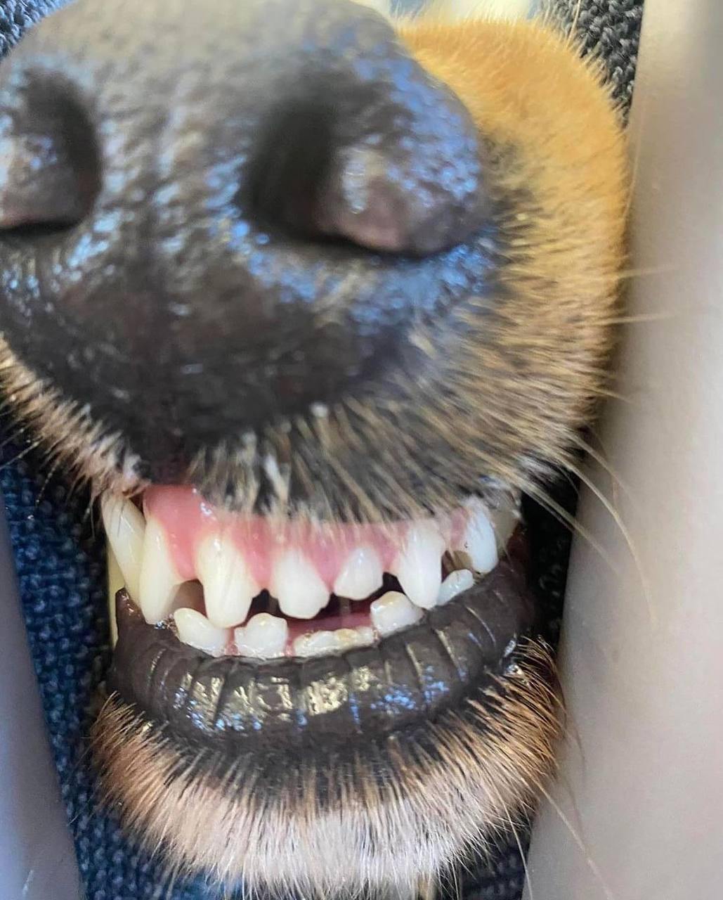 The retriever sitting in front of me started going crazy from the smell of my chips and politely asked me to give him a treat. - Dog, Teeth, Airplane, Milota, Humor, Golden retriever, Telegram (link), Longpost, Repeat