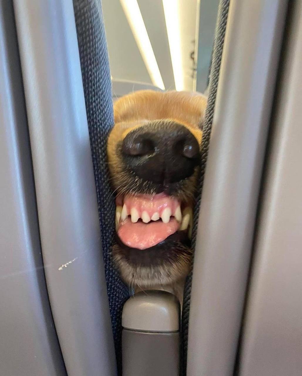 The retriever sitting in front of me started going crazy from the smell of my chips and politely asked me to give him a treat. - Dog, Teeth, Airplane, Milota, Humor, Golden retriever, Telegram (link), Longpost, Repeat