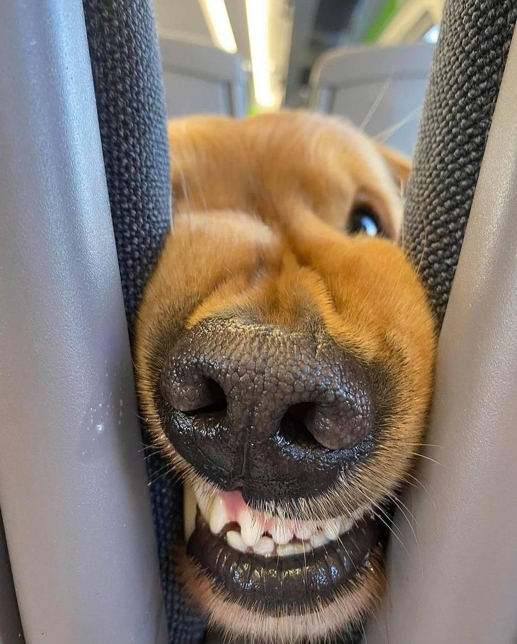 The retriever sitting in front of me started going crazy from the smell of my chips and politely asked me to give him a treat. - Dog, Teeth, Airplane, Milota, Humor, Golden retriever, Telegram (link), Longpost, Repeat