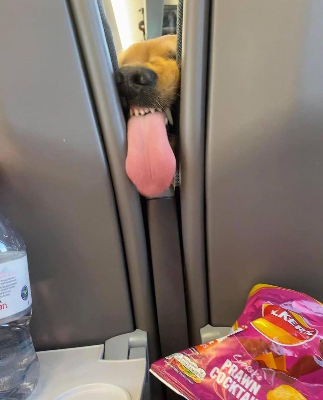 The retriever sitting in front of me started going crazy from the smell of my chips and politely asked me to give him a treat. - Dog, Teeth, Airplane, Milota, Humor, Golden retriever, Telegram (link), Longpost, Repeat