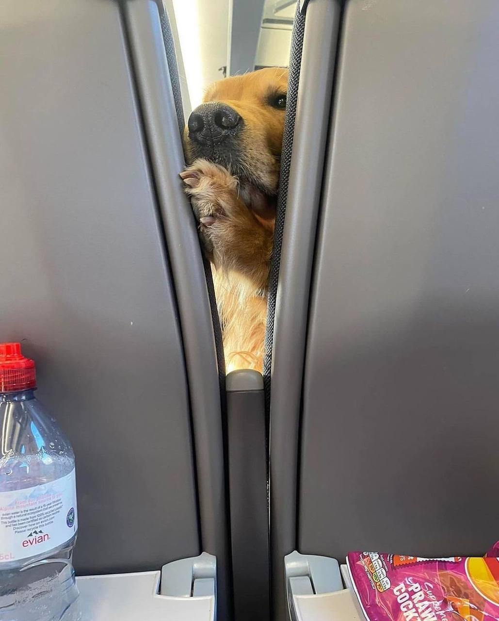 The retriever sitting in front of me started going crazy from the smell of my chips and politely asked me to give him a treat. - Dog, Teeth, Airplane, Milota, Humor, Golden retriever, Telegram (link), Longpost, Repeat