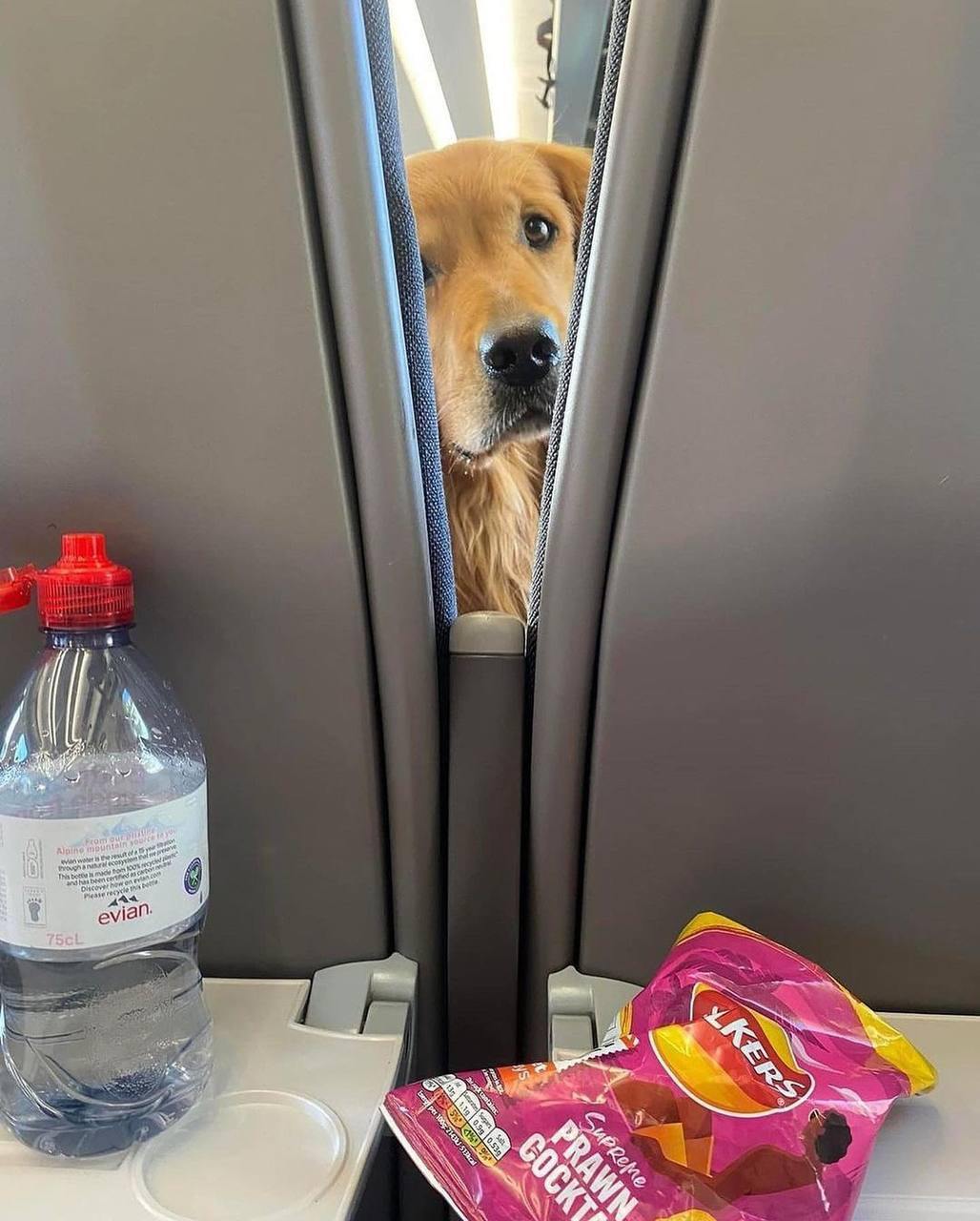 The retriever sitting in front of me started going crazy from the smell of my chips and politely asked me to give him a treat. - Dog, Teeth, Airplane, Milota, Humor, Golden retriever, Telegram (link), Longpost, Repeat