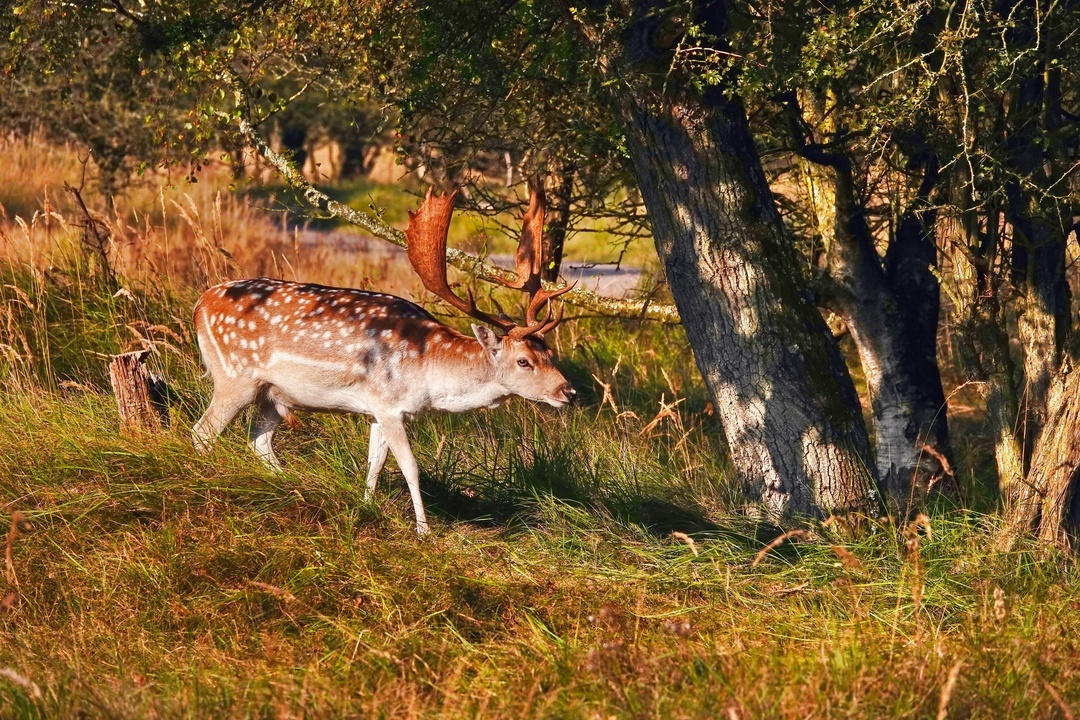 Fallow deer (male), deer family - My, The photo, Netherlands (Holland), Nature, Deer