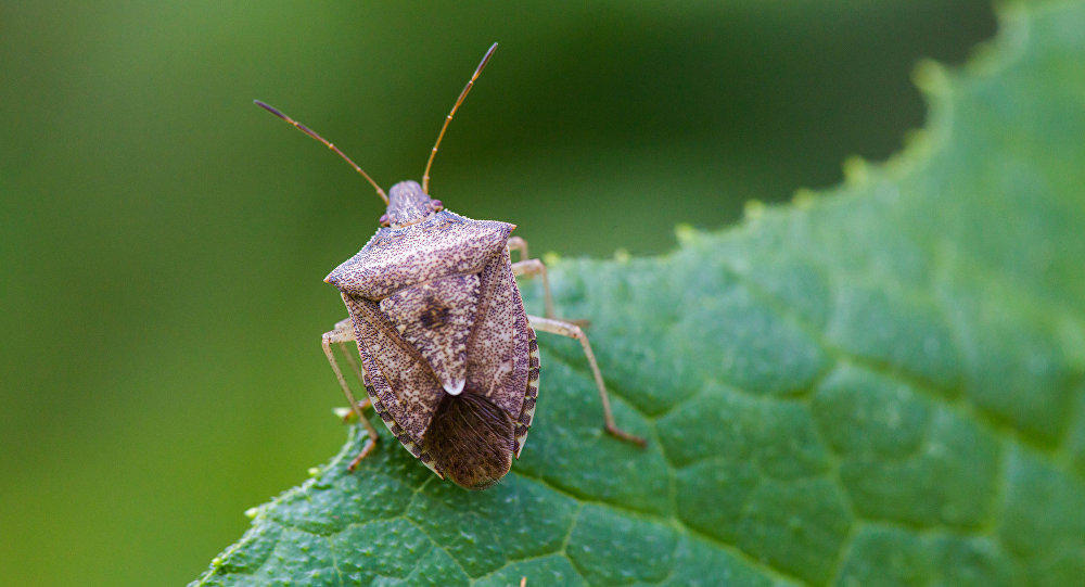 Small bug, yes season - Krasnaya Polyana, Guesthouse, Sochi, Insects, Bedbugs