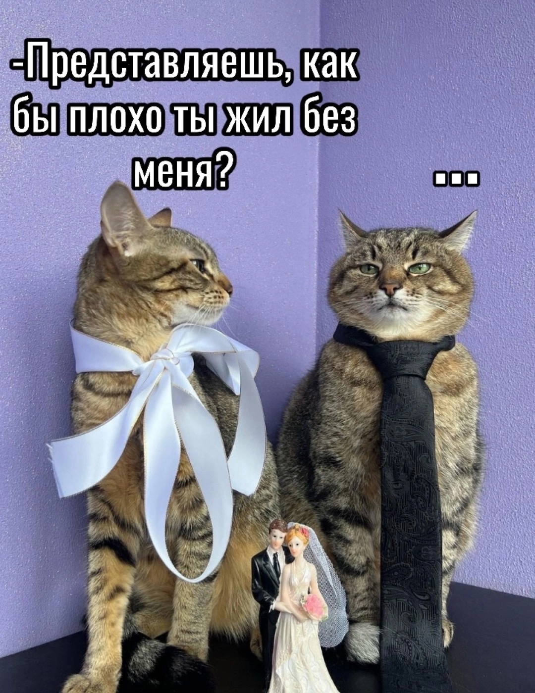 Men and Women) - Humor, Picture with text, Male, Longpost, cat, Relaxation, Men and women, Cat Stepan, Alcohol, Alcoyumor