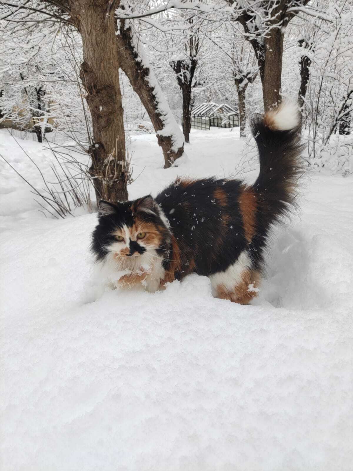 Lamp in the snow - My, Tricolor cat, cat, Pets, Longpost, The photo