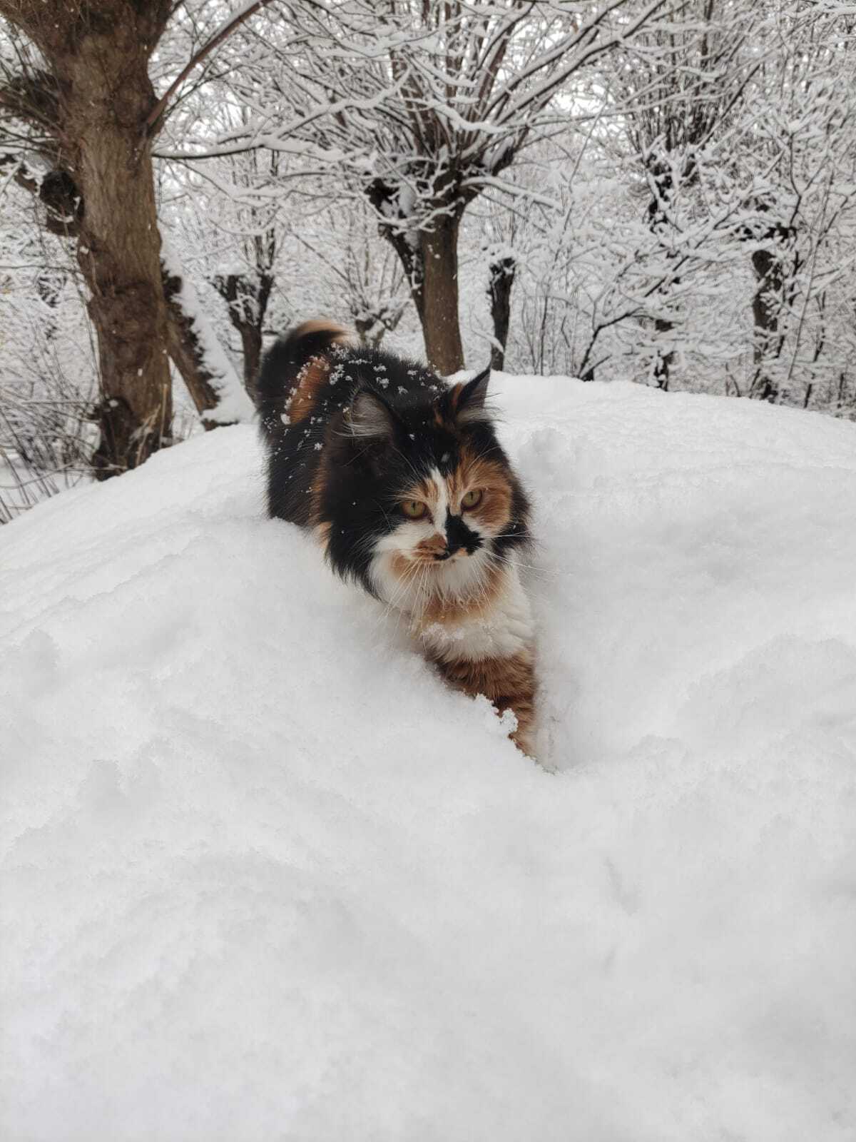 Lamp in the snow - My, Tricolor cat, cat, Pets, Longpost, The photo