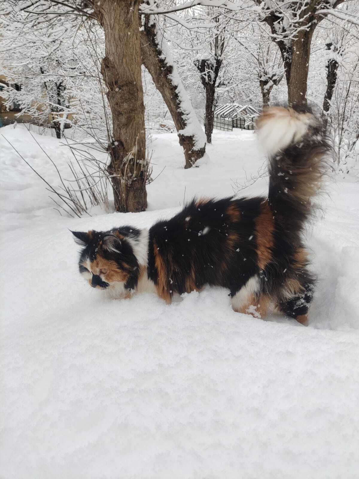 Lamp in the snow - My, Tricolor cat, cat, Pets, Longpost, The photo