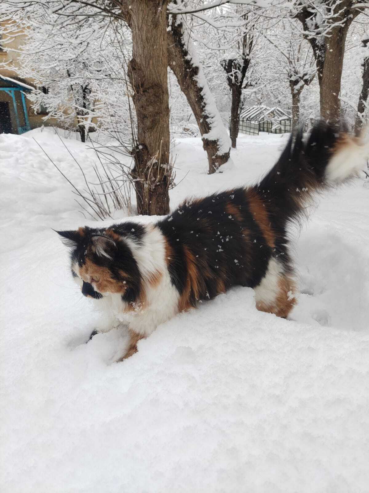 Lamp in the snow - My, Tricolor cat, cat, Pets, Longpost, The photo