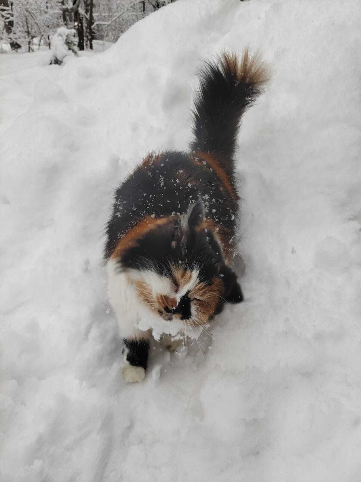 Lamp in the snow - My, Tricolor cat, cat, Pets, Longpost, The photo