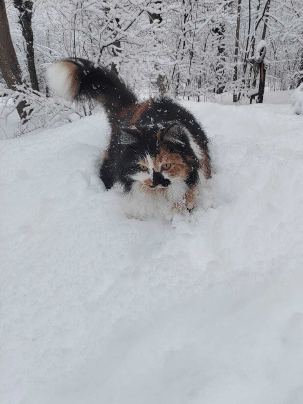 Lamp in the snow - My, Tricolor cat, cat, Pets, Longpost, The photo