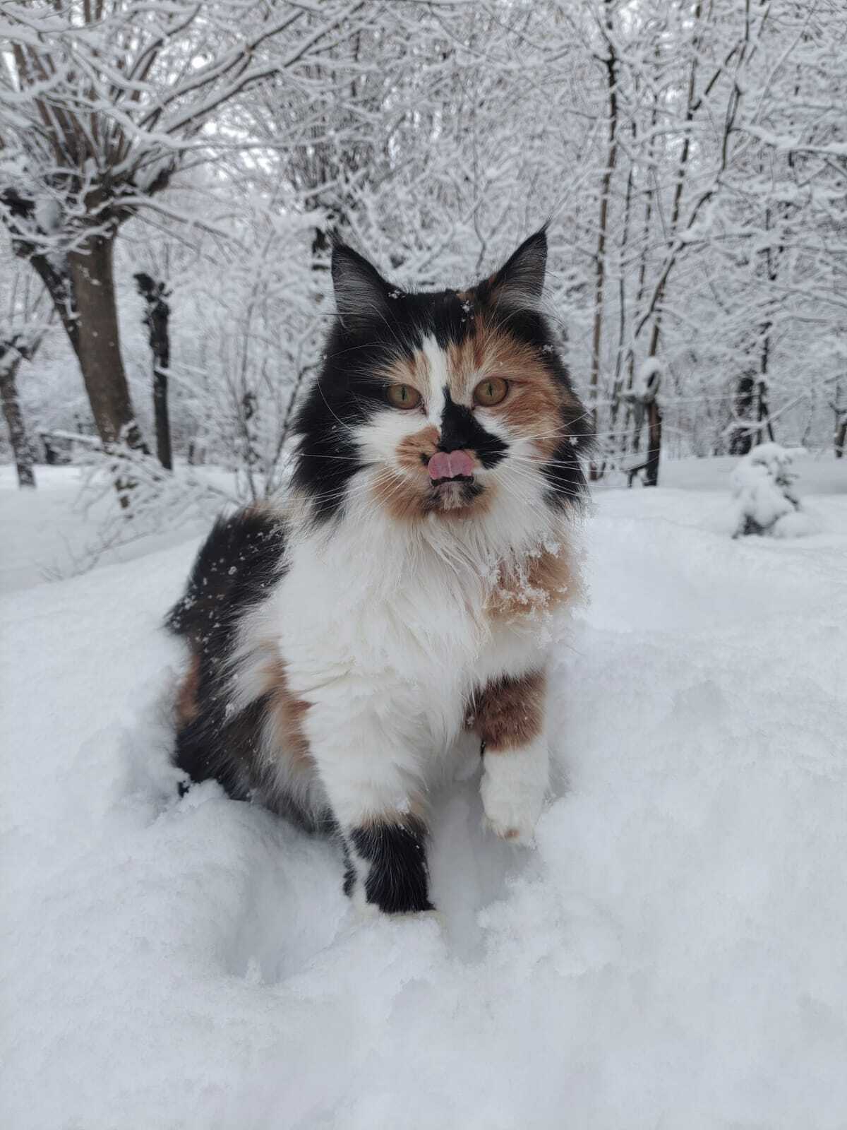 Lamp in the snow - My, Tricolor cat, cat, Pets, Longpost, The photo