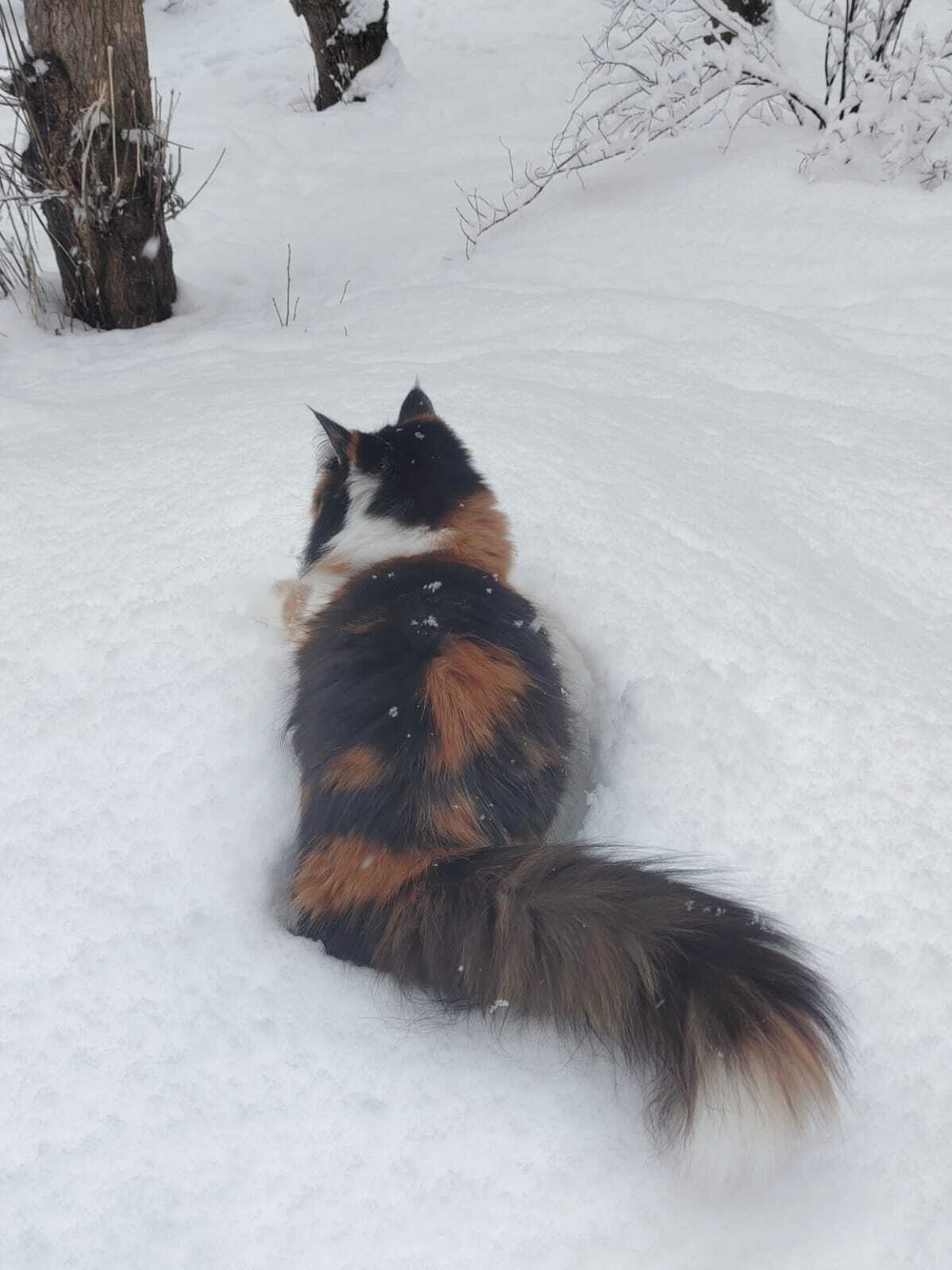 Lamp in the snow - My, Tricolor cat, cat, Pets, Longpost, The photo