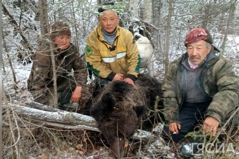 Hunters eliminated a man-eating bear in Ust-Maisky ulus of Yakutia - Yakutia, The Bears, Hunting, Man-Eating Animals, Animals, Wild animals, Brown bears