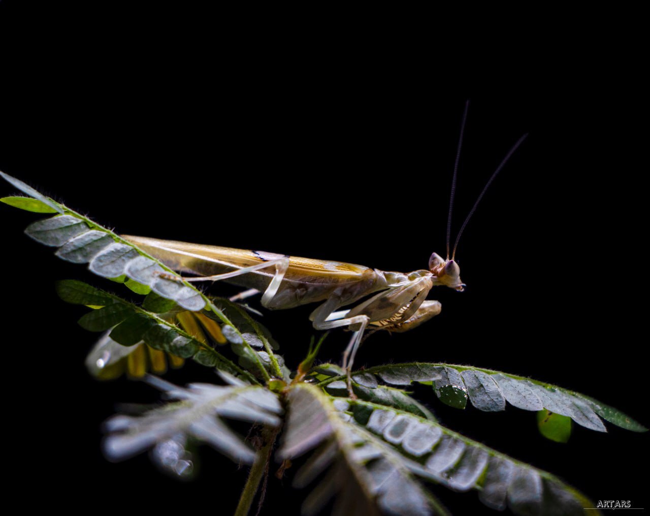 Creobroter gemmatus | Indian Flower Mantis - My, Mantis, The photo, Terrariumistics, Planet Earth, Biology, Informative, Animals