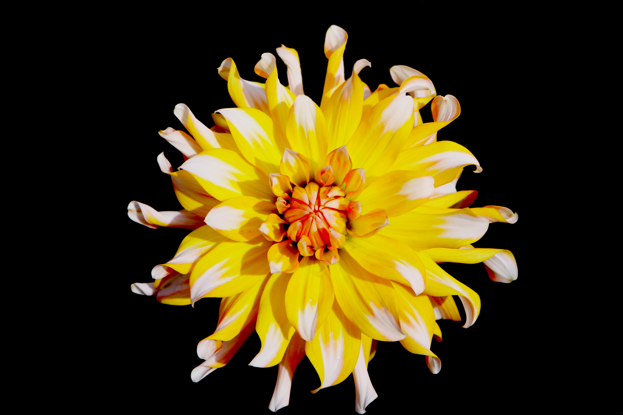 Dahlia | Георгина - Моё, Фотография, Фотограф, Цветы, Планета Земля, Растения, Георгины