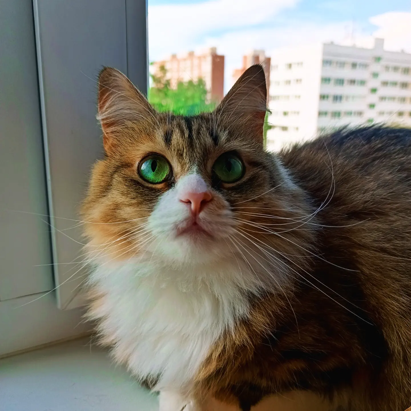 Green-eyed - My, cat, Cat family, Pets, Milota, Love, The photo