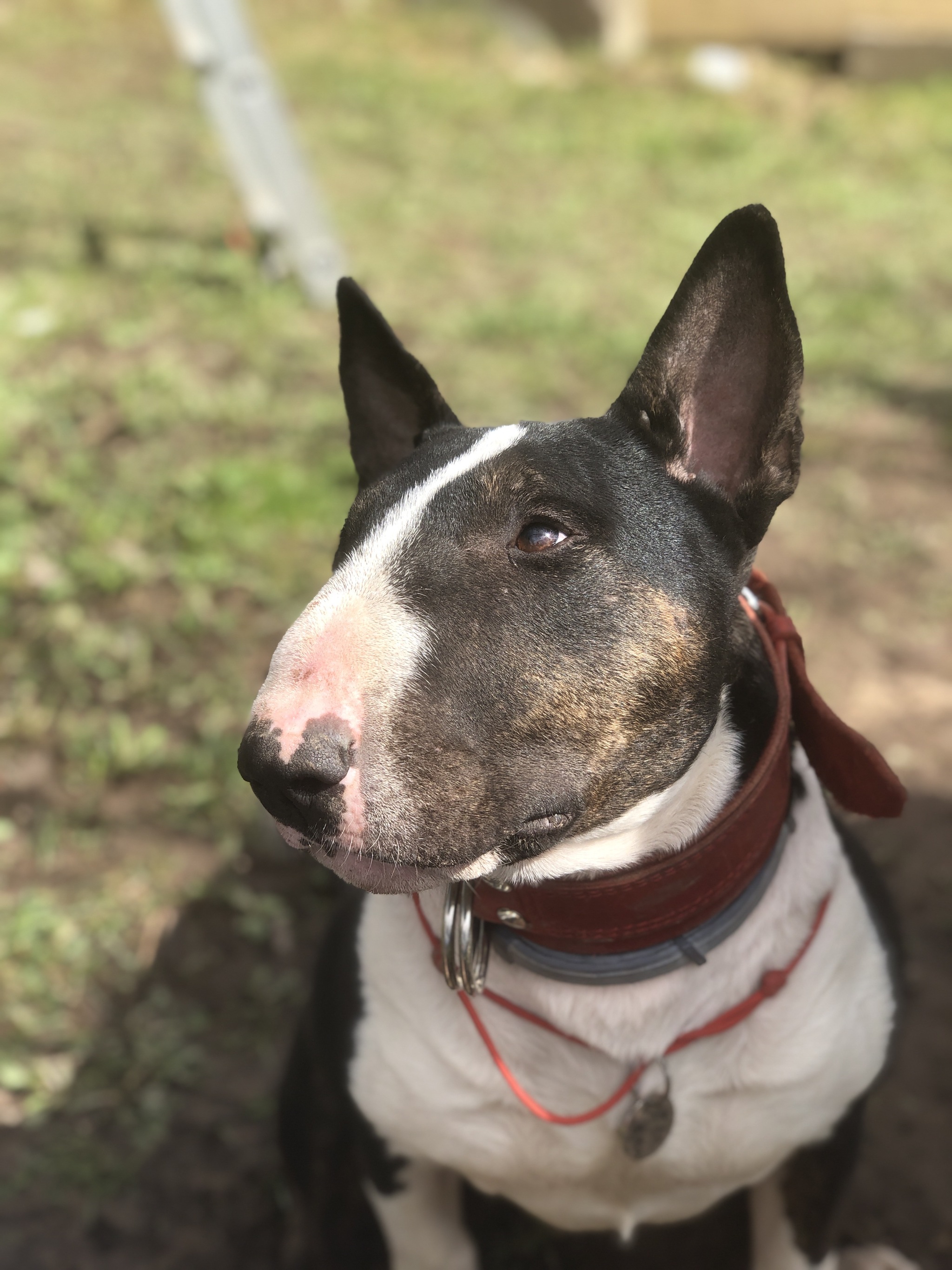 Goodbye, friend. - My, Bull terrier, Gone, Death, Everlasting memory, Tragedy, Longpost, Personal, Negative, Pets, Dog