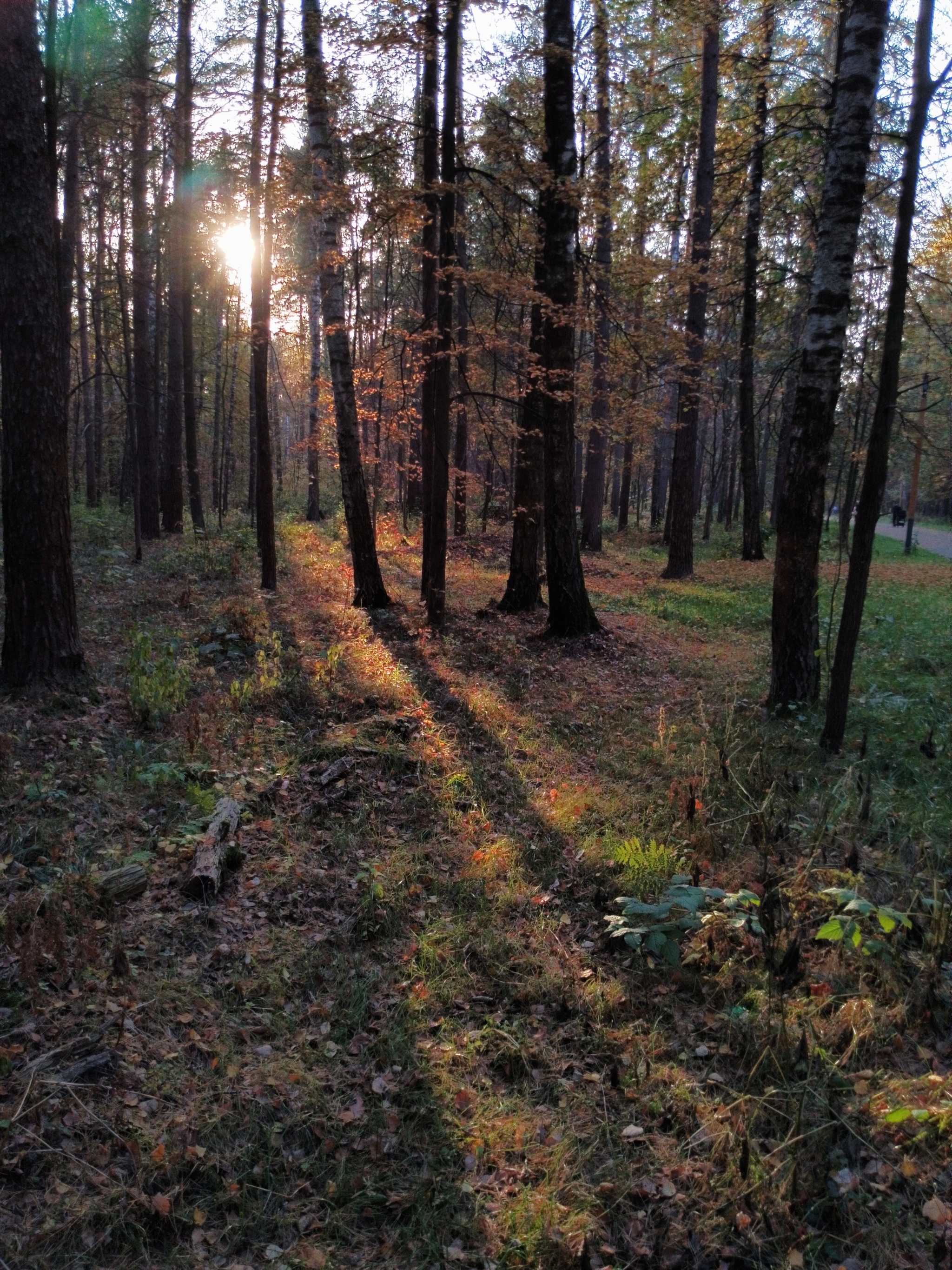 A little crimson and gold - My, Autumn, Moscow region, Forest, Mobile photography, HDR, Longpost