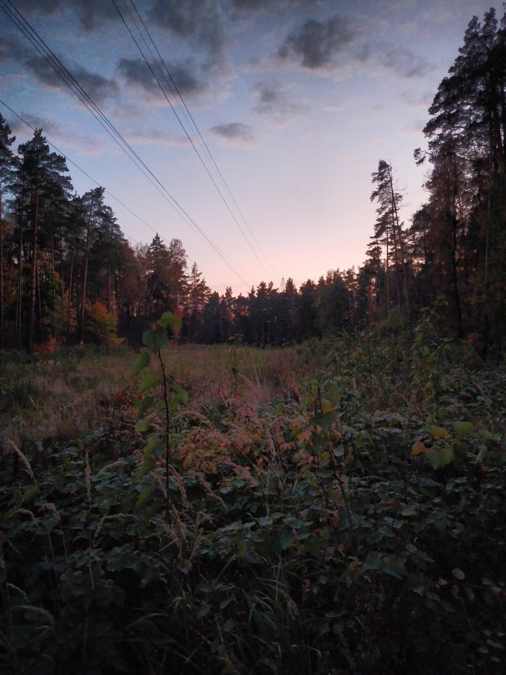 A little crimson and gold - My, Autumn, Moscow region, Forest, Mobile photography, HDR, Longpost