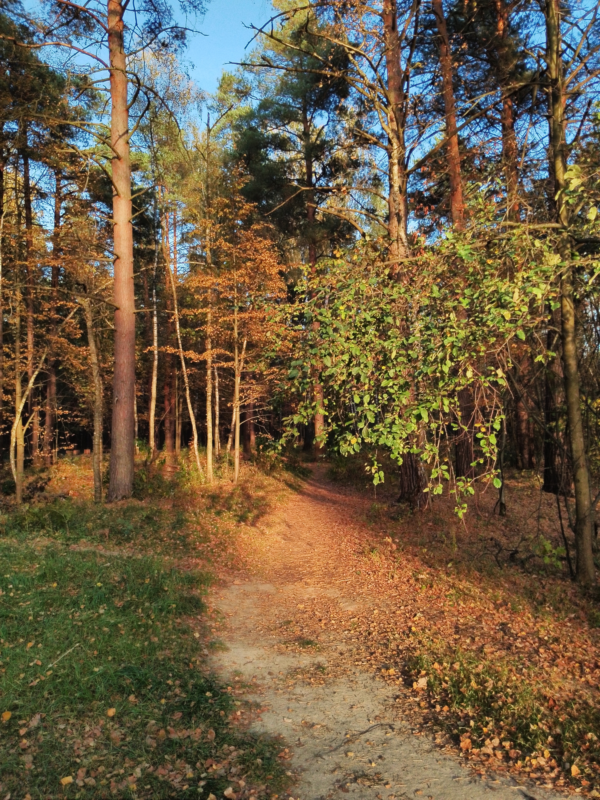 A little crimson and gold - My, Autumn, Moscow region, Forest, Mobile photography, HDR, Longpost