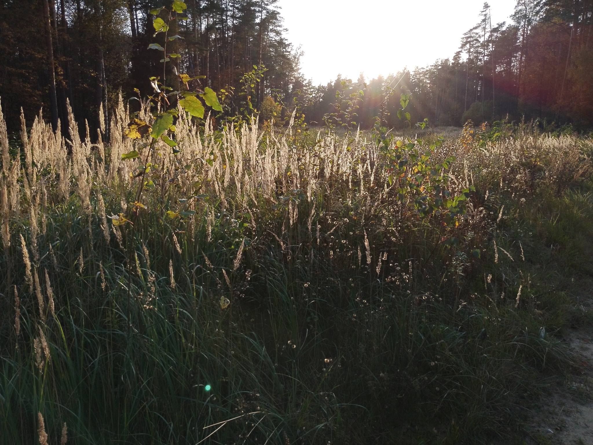 A little crimson and gold - My, Autumn, Moscow region, Forest, Mobile photography, HDR, Longpost