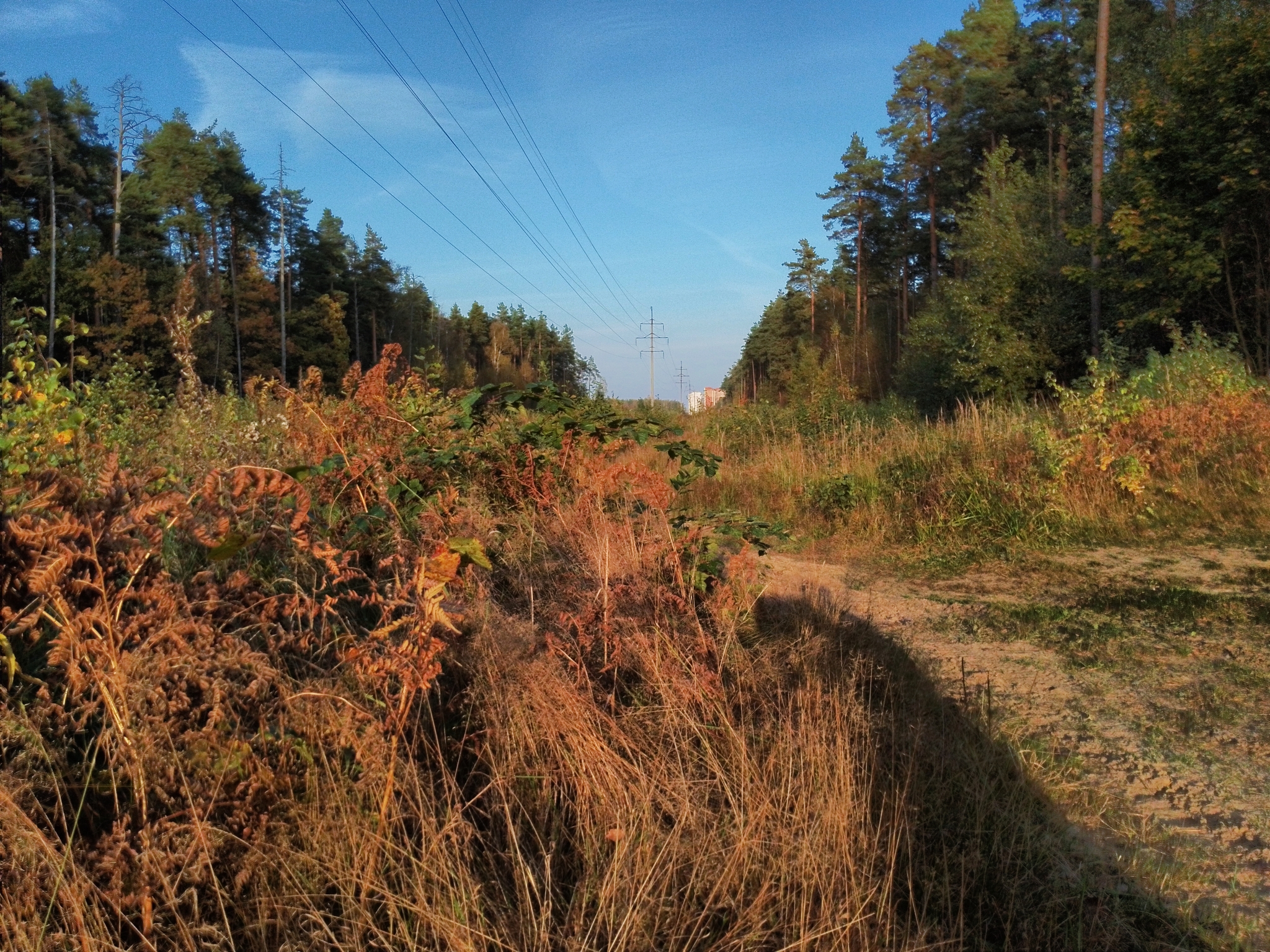 A little crimson and gold - My, Autumn, Moscow region, Forest, Mobile photography, HDR, Longpost