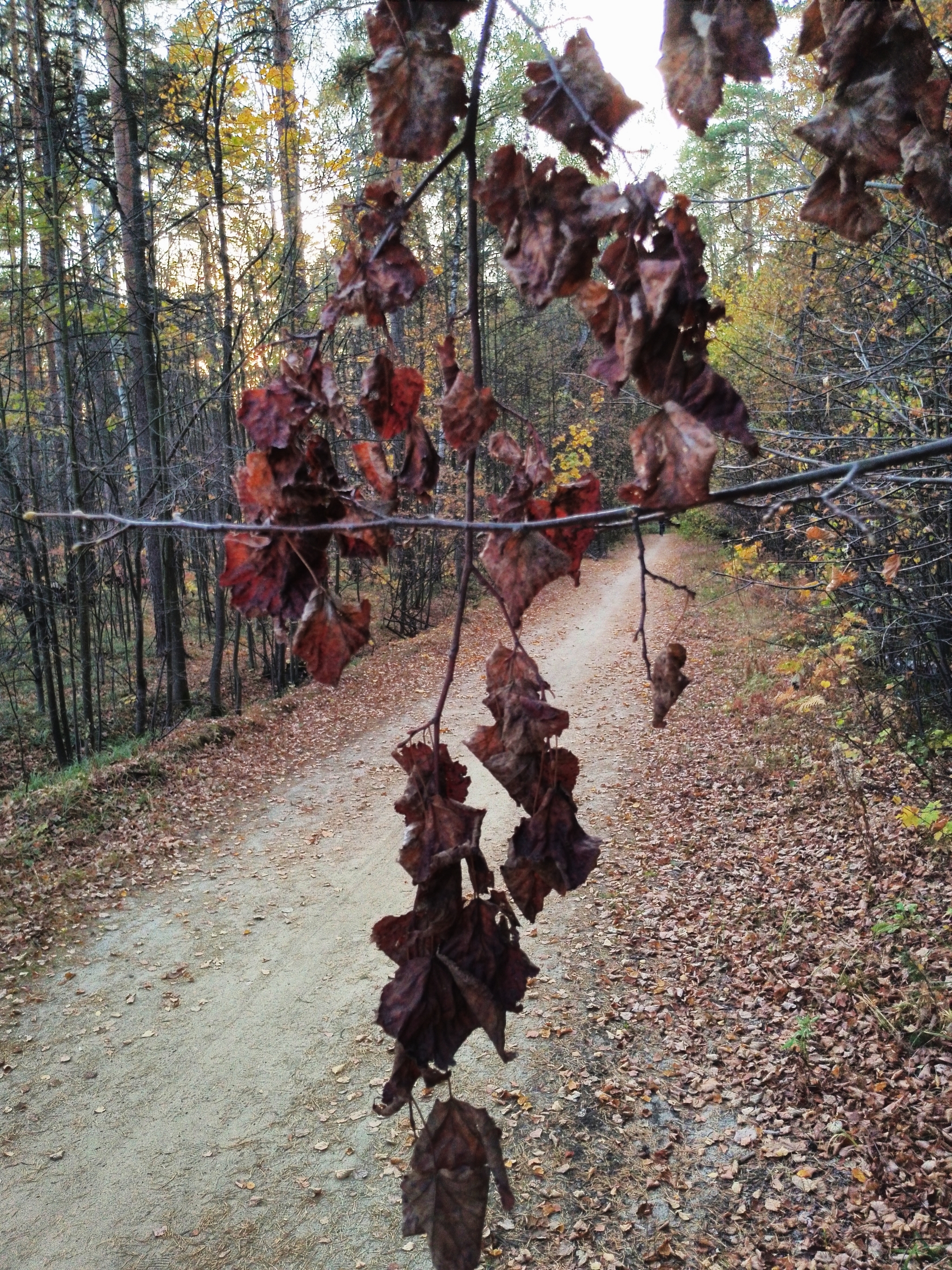 A little crimson and gold - My, Autumn, Moscow region, Forest, Mobile photography, HDR, Longpost