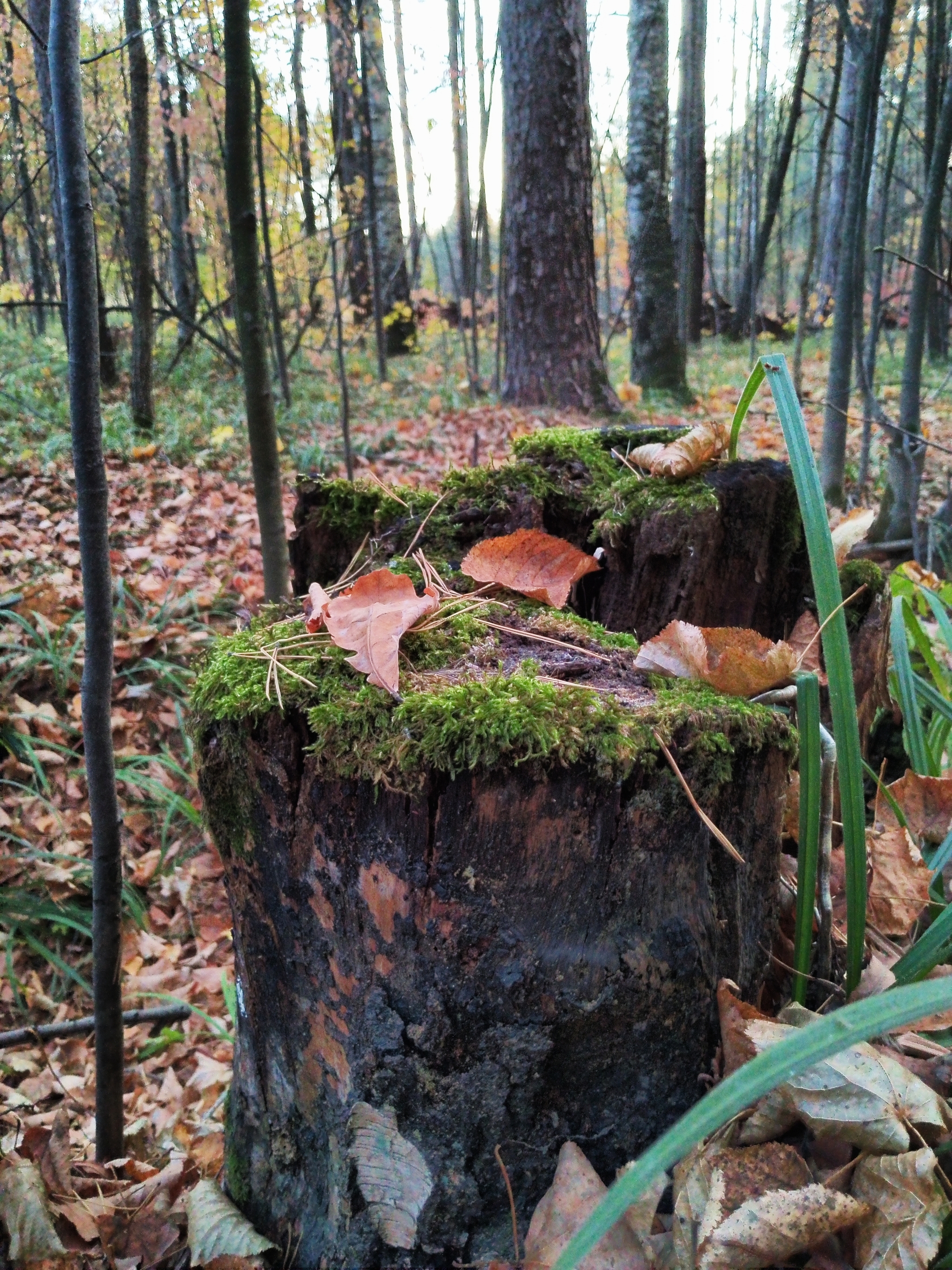 A little crimson and gold - My, Autumn, Moscow region, Forest, Mobile photography, HDR, Longpost