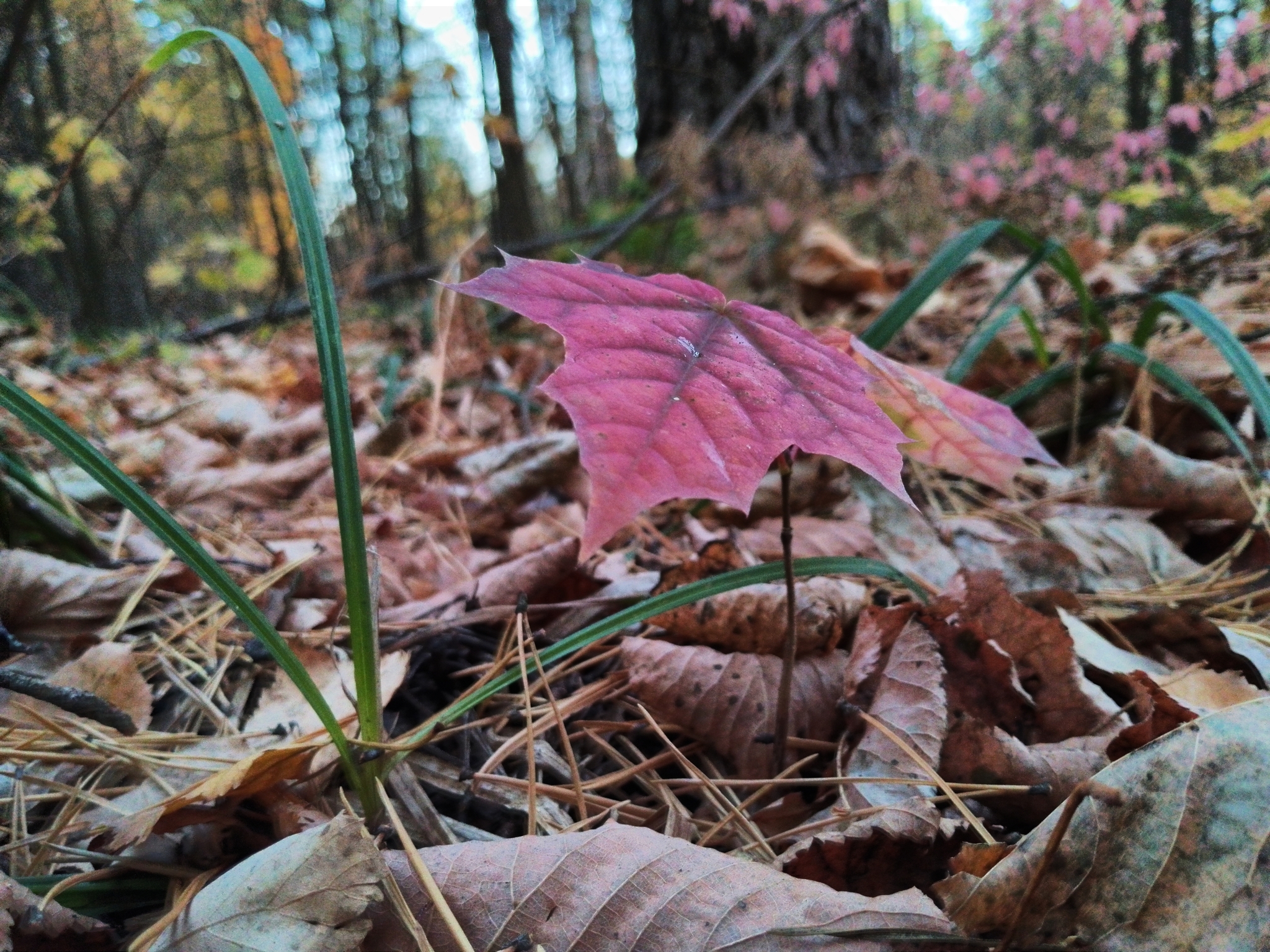 A little crimson and gold - My, Autumn, Moscow region, Forest, Mobile photography, HDR, Longpost