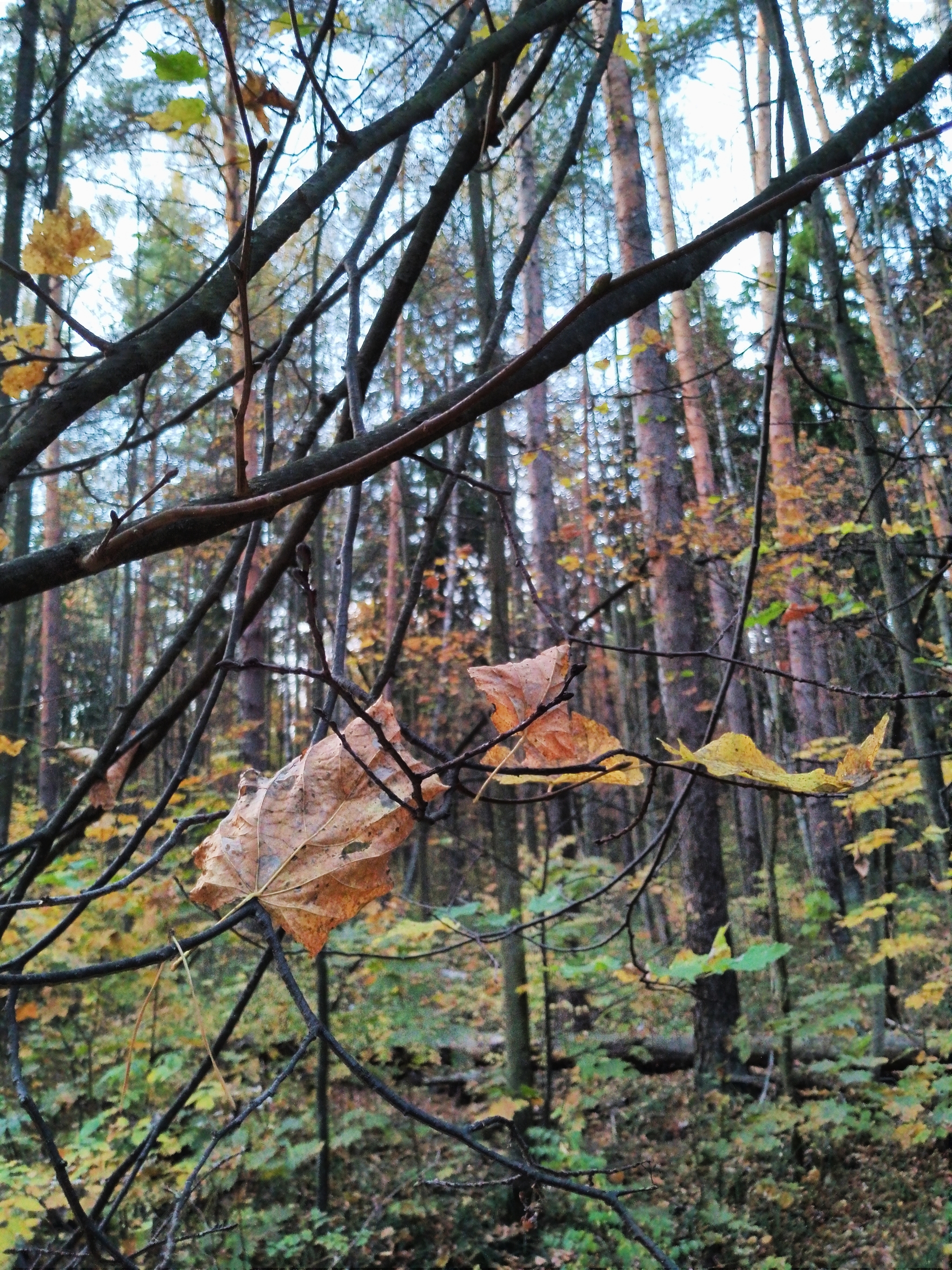 A little crimson and gold - My, Autumn, Moscow region, Forest, Mobile photography, HDR, Longpost