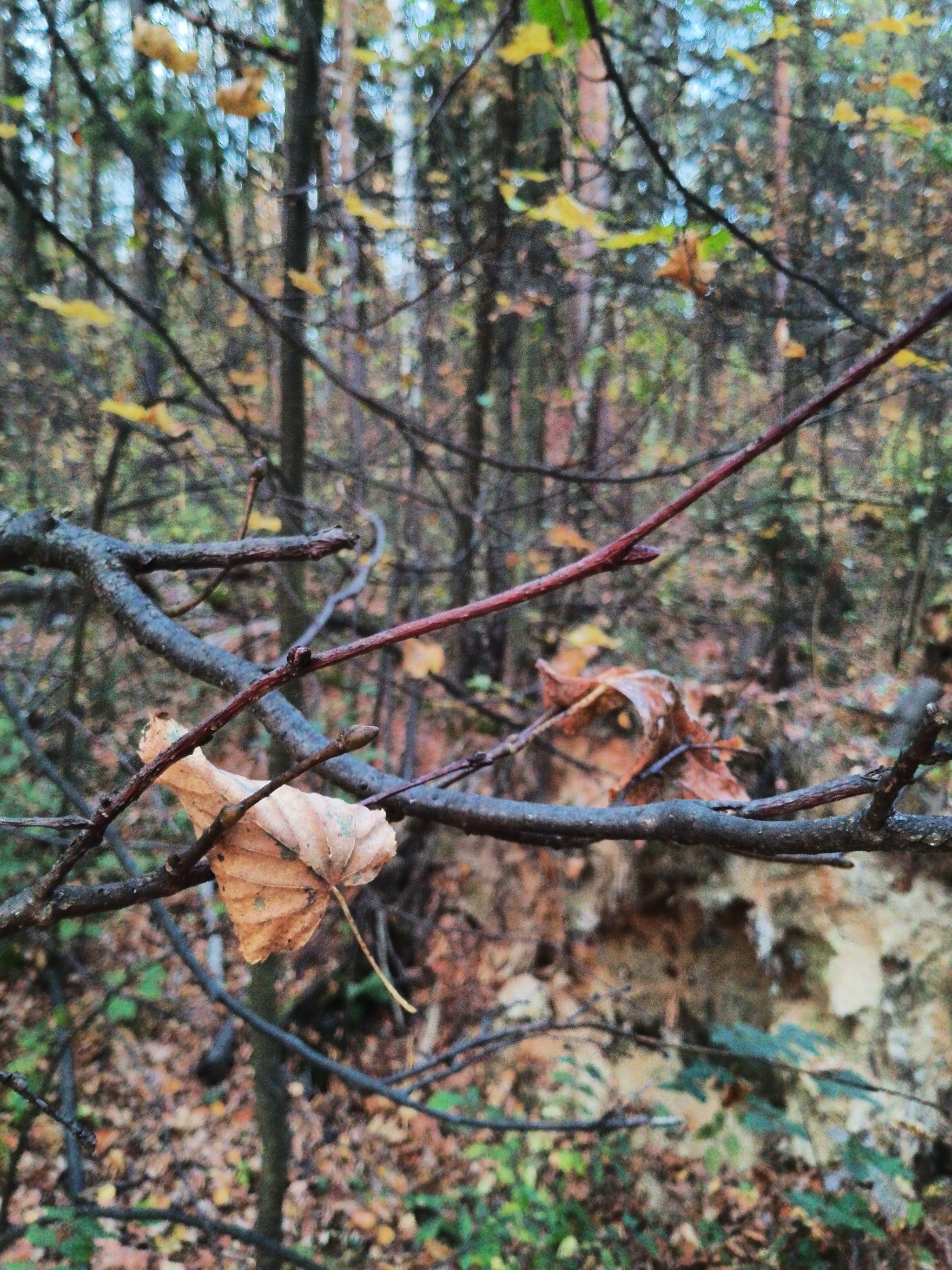 A little crimson and gold - My, Autumn, Moscow region, Forest, Mobile photography, HDR, Longpost