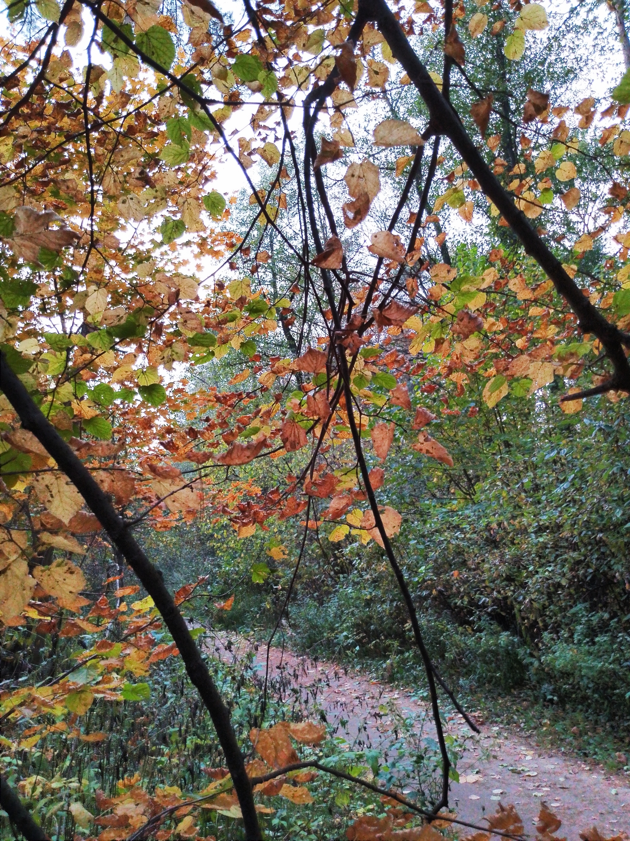 A little crimson and gold - My, Autumn, Moscow region, Forest, Mobile photography, HDR, Longpost