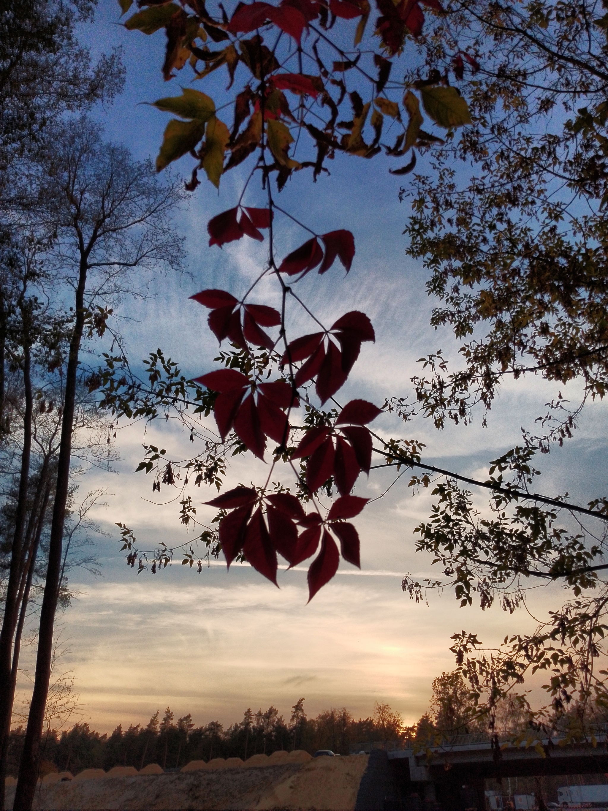 A little crimson and gold - My, Autumn, Moscow region, Forest, Mobile photography, HDR, Longpost