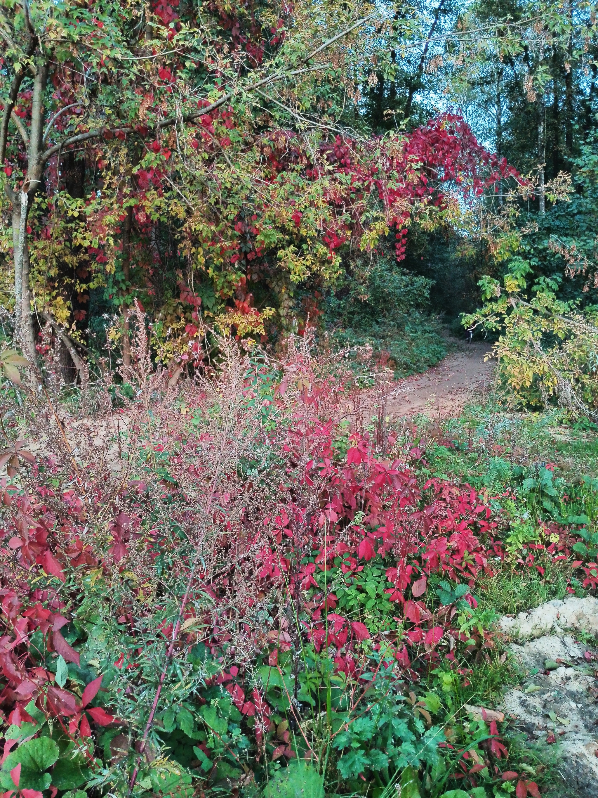 A little crimson and gold - My, Autumn, Moscow region, Forest, Mobile photography, HDR, Longpost