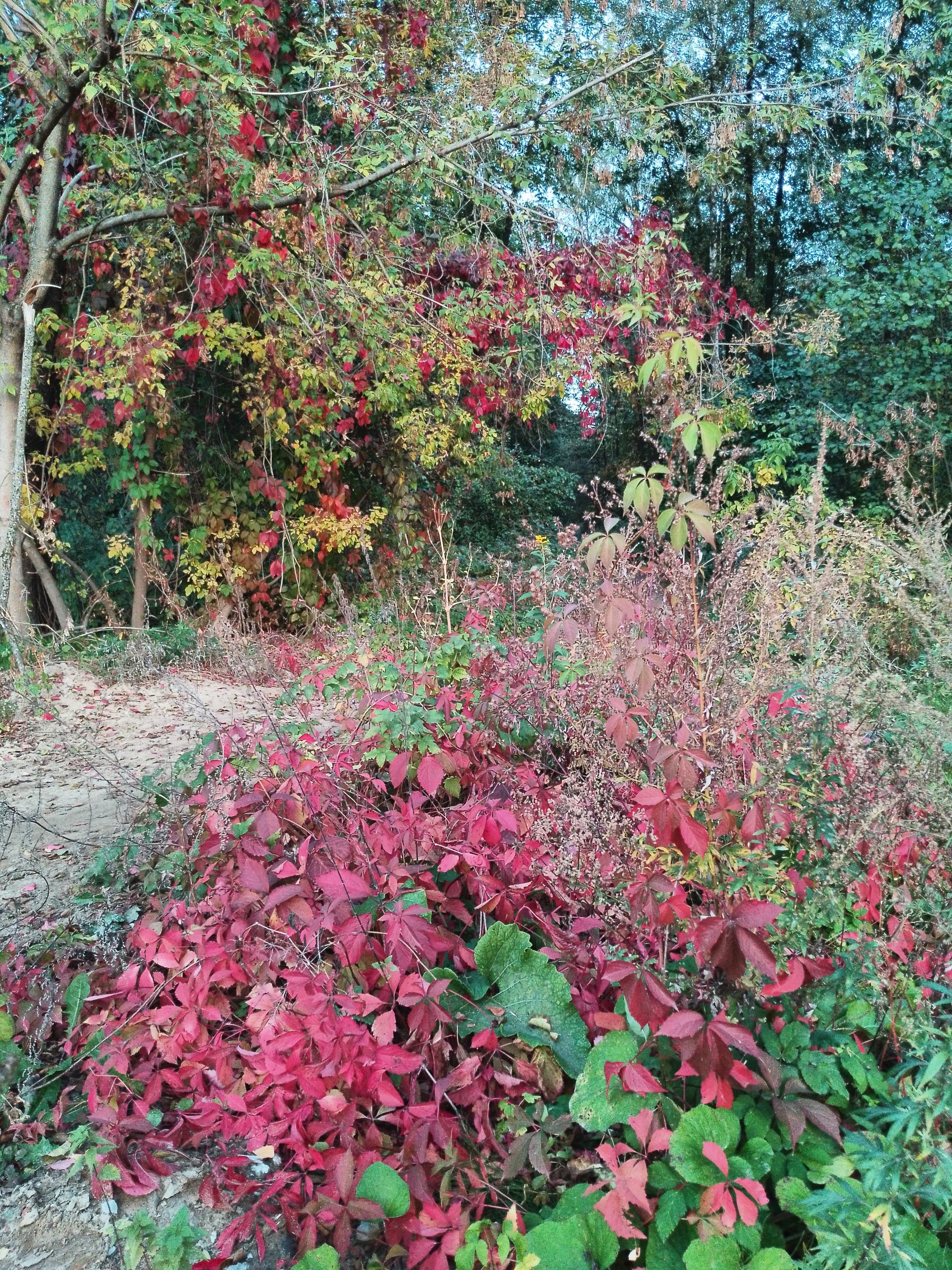 A little crimson and gold - My, Autumn, Moscow region, Forest, Mobile photography, HDR, Longpost