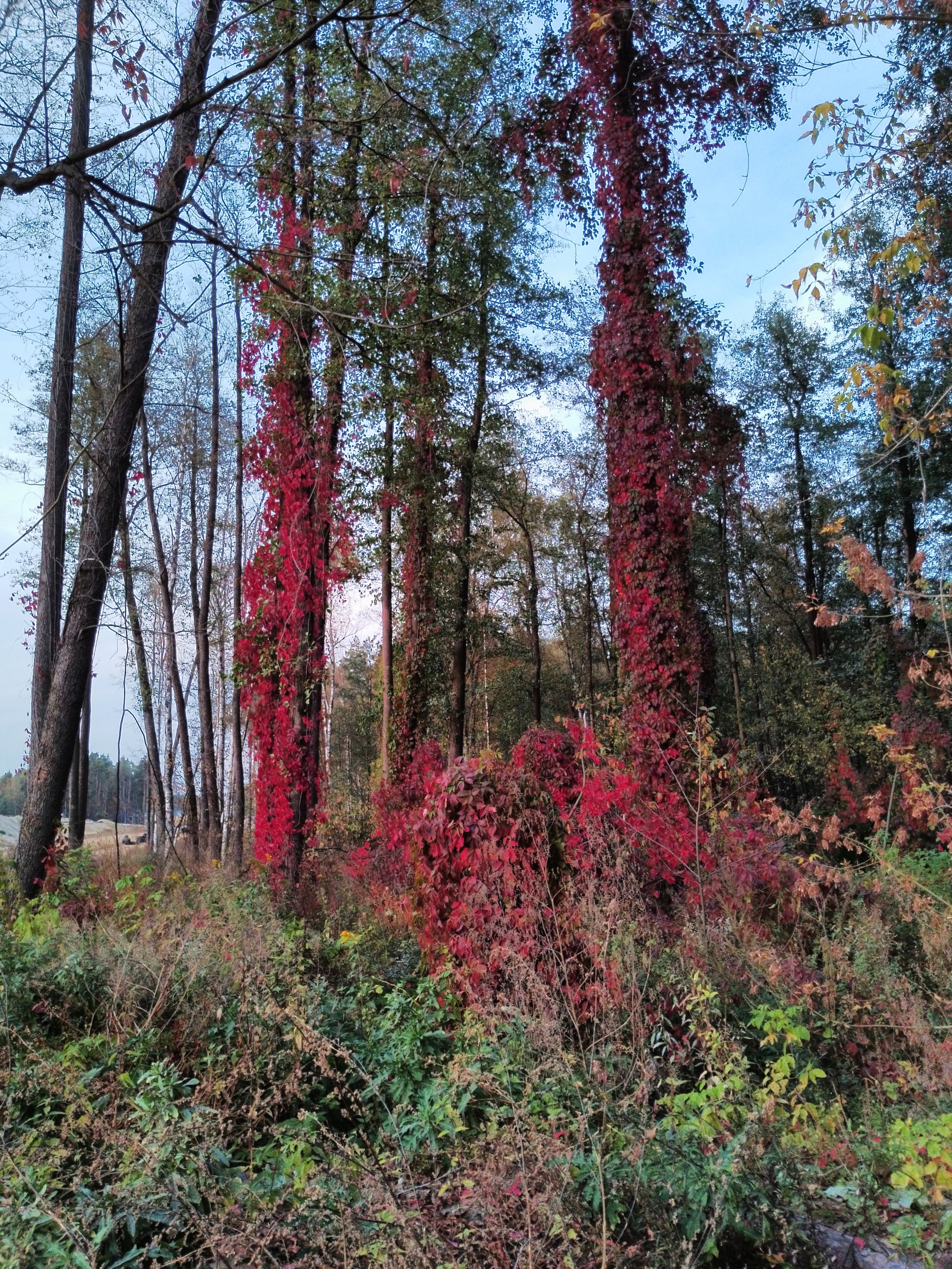 A little crimson and gold - My, Autumn, Moscow region, Forest, Mobile photography, HDR, Longpost