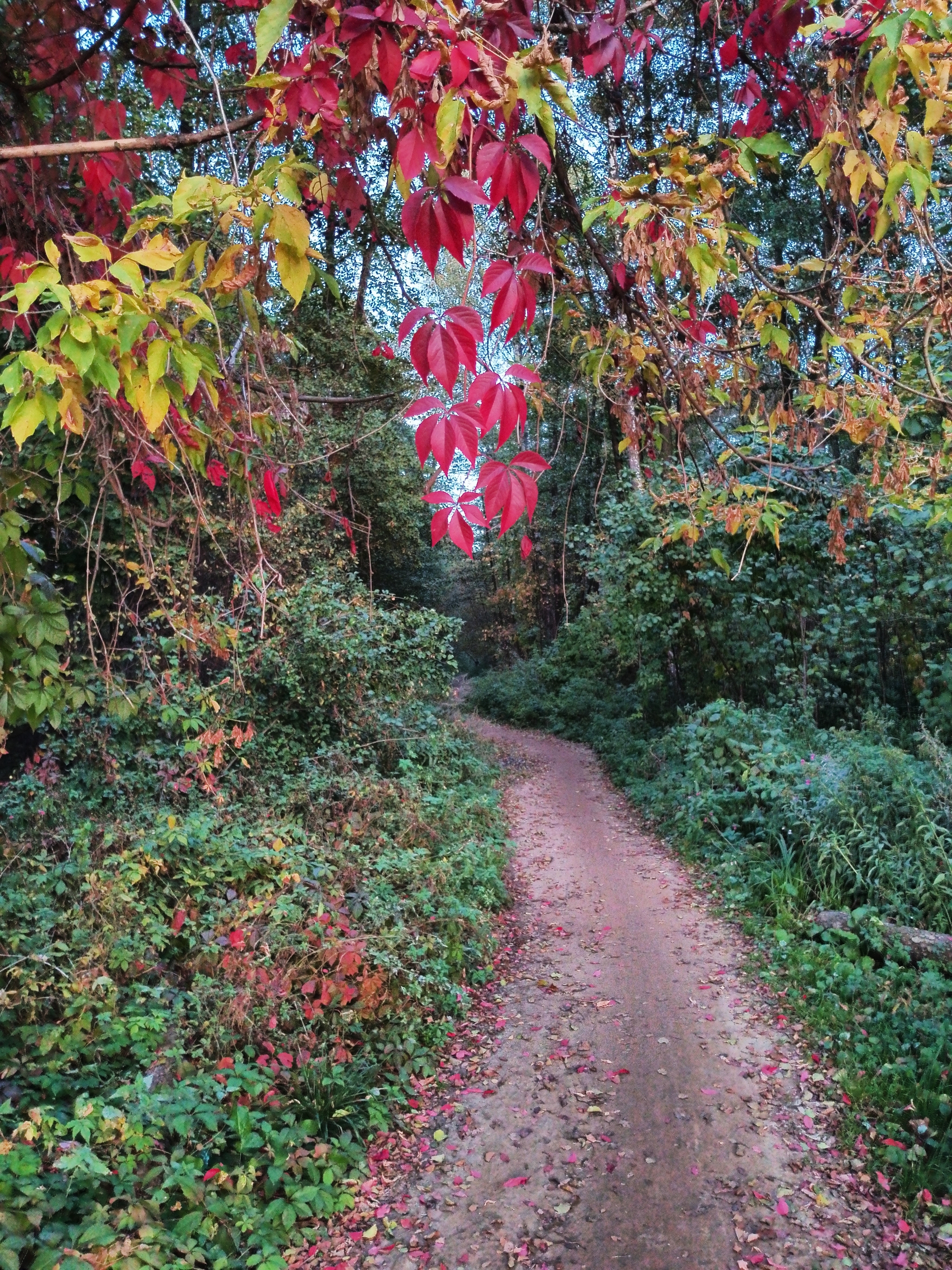 A little crimson and gold - My, Autumn, Moscow region, Forest, Mobile photography, HDR, Longpost