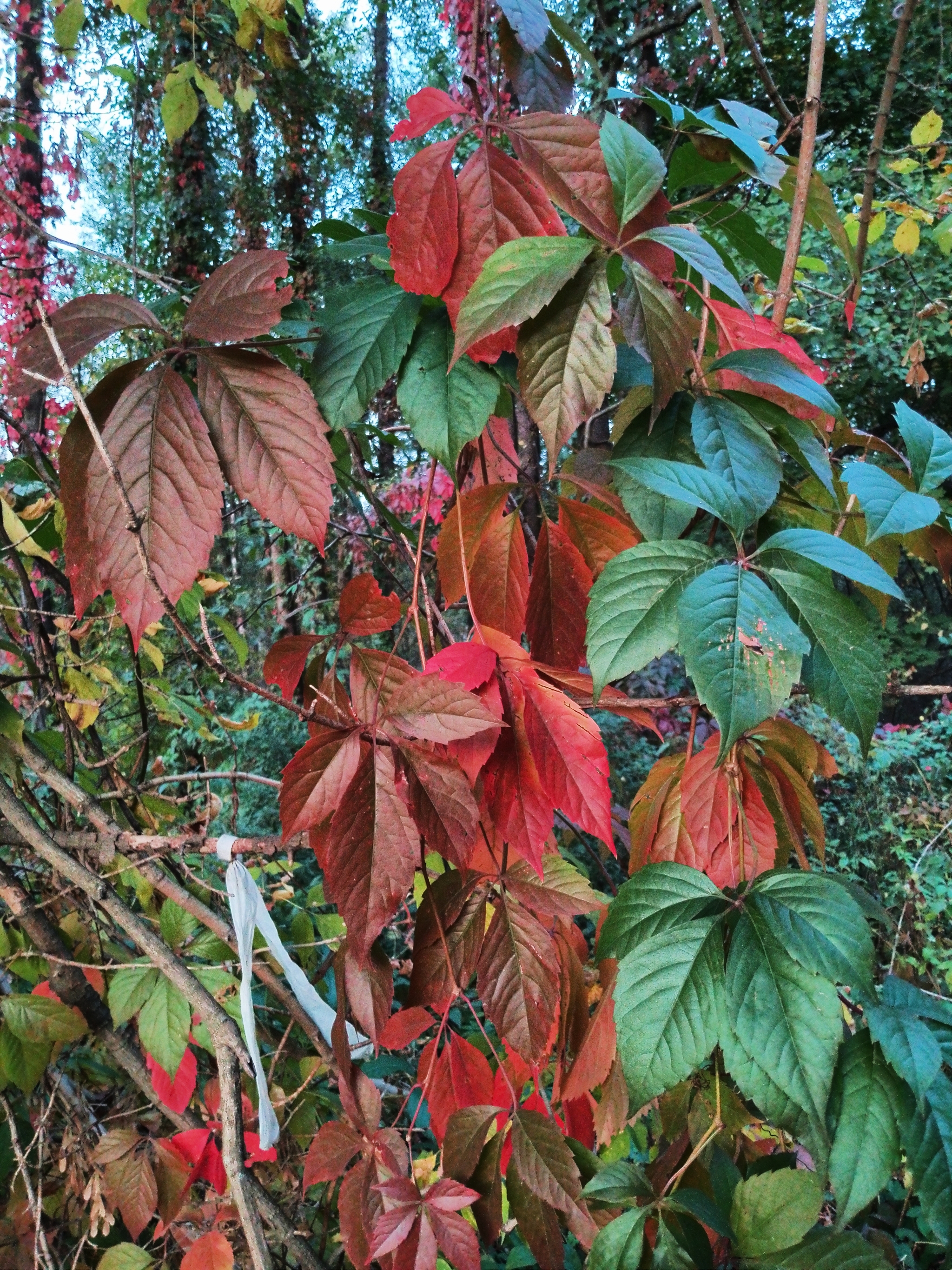 A little crimson and gold - My, Autumn, Moscow region, Forest, Mobile photography, HDR, Longpost