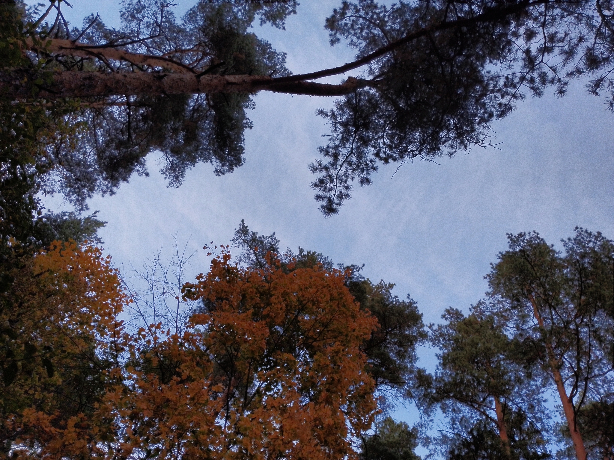 A little crimson and gold - My, Autumn, Moscow region, Forest, Mobile photography, HDR, Longpost